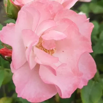 Rosenbestellung online - rosa - sehr schwacher, kaum wahrnehmbarer Duft, rose - Jacky's Favorite - beetrose, floribunda-rose - (150-210 cm)