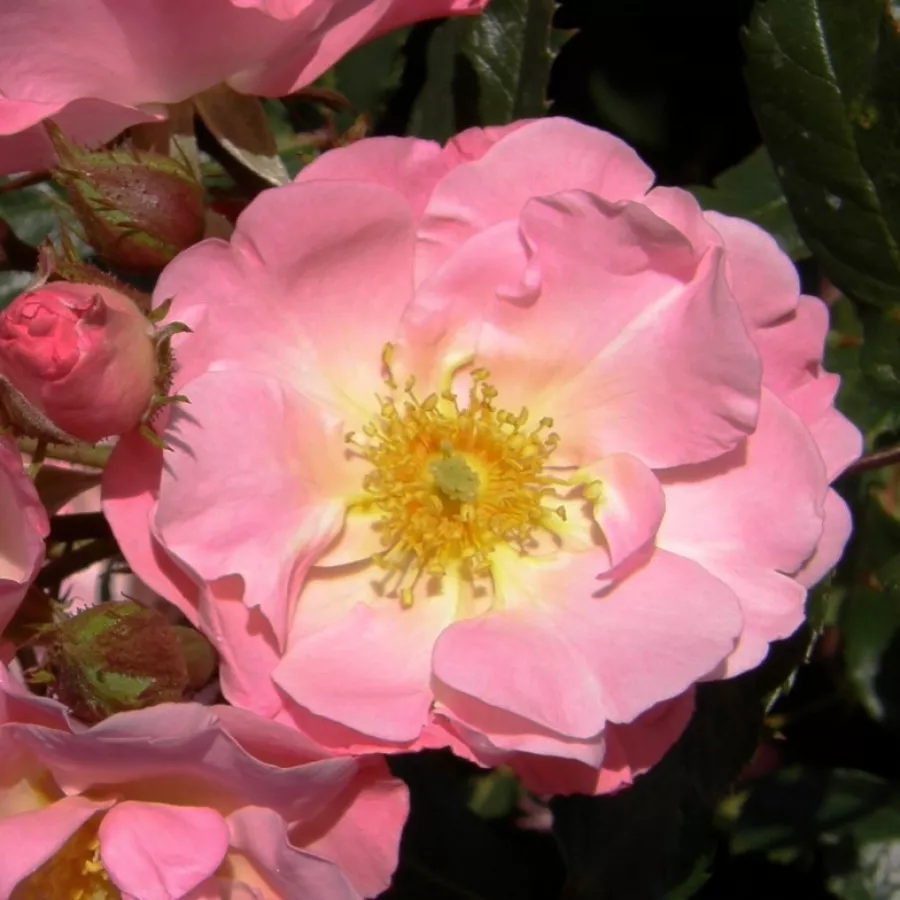 Virágágyi floribunda rózsa - Rózsa - Jacky's Favorite - online rózsa vásárlás