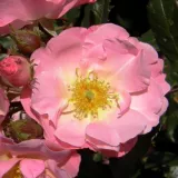 Ruža floribunda za gredice - ruža diskretnog mirisa - - - sadnice ruža - proizvodnja i prodaja sadnica - Rosa Jacky's Favorite - ružičasta