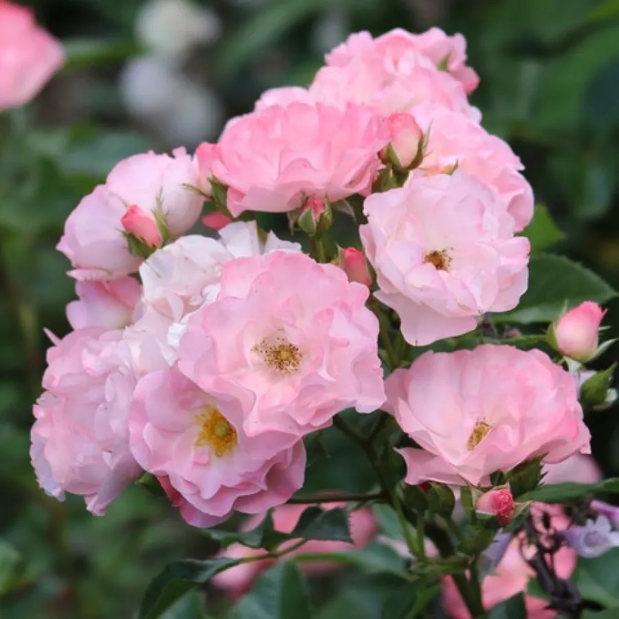Vrtnica floribunda za cvetlično gredo - Roza - Jacky's Favorite - vrtnice online