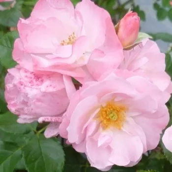 Rosa Jacky's Favorite - rózsaszín - virágágyi floribunda rózsa