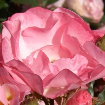 Rózsák webáruháza. - rózsaszín - Jacky's Favorite - virágágyi floribunda rózsa - diszkrét illatú rózsa - (80-120 cm)