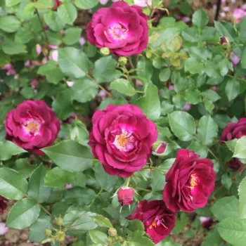 Tiefes, samtiges violett-lila Grundfarbe mit feinen weißen Streifen. - beetrose, floribunda-rose - intensiv, lang anhaltend duftende rose - würziges aroma