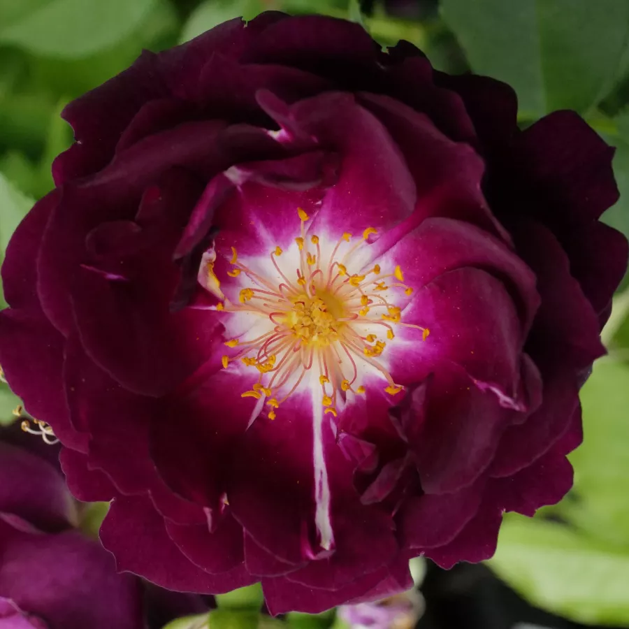 Vijolična - Roza - Royal Celebration - vrtnice - proizvodnja in spletna prodaja sadik