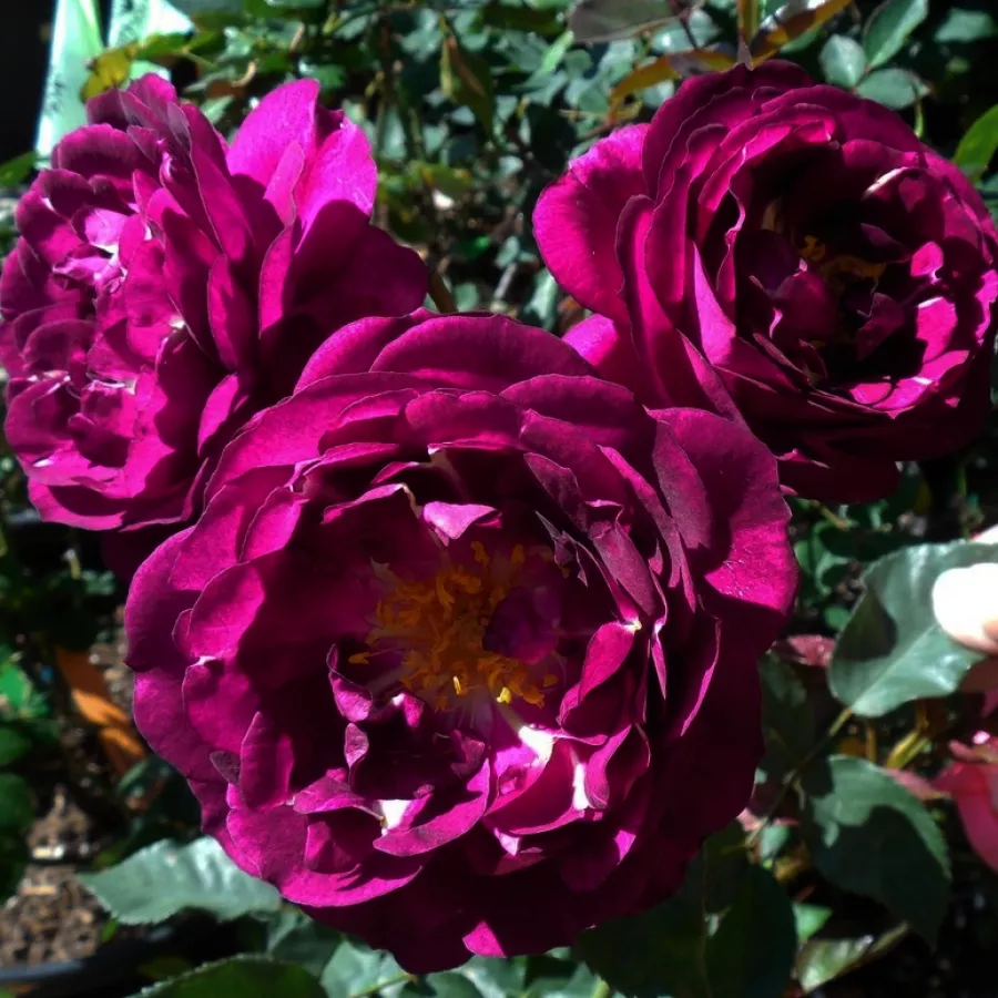 Vrtnica floribunda za cvetlično gredo - Roza - Royal Celebration - vrtnice - proizvodnja in spletna prodaja sadik