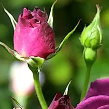 Rosa Royal Celebration - vijolična - vrtnica floribunda za cvetlično gredo
