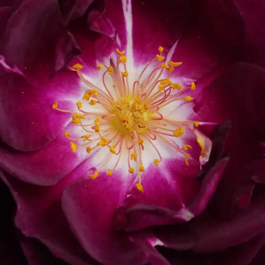 Tom Carruth - Ruža - Royal Celebration - sadnice ruža - proizvodnja i prodaja sadnica