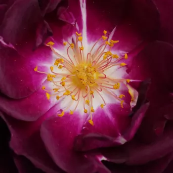 Rózsák webáruháza. - lila - virágágyi floribunda rózsa - intenzív illatú rózsa - Royal Celebration - (80-120 cm)
