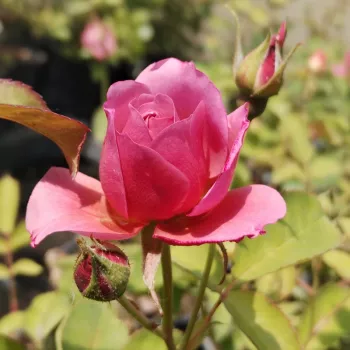 AOI – rosa floribunda da aiuola di tonalità rosa-viola - Kunieda