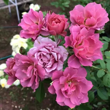 Delicata, fredda tonalità lavanda-lilla con toni rosati-lilla. - rosa floribunda da aiuola - rosa dal profumo lieve, piacevolmente percepibile - dal carattere finemente rosato