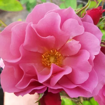 Ordine di rose online - rosa - tonalità lilla - rosa dal profumo lieve, piacevolmente percepibile - Aoi - rosa floribunda da aiuola - (70-90 cm)