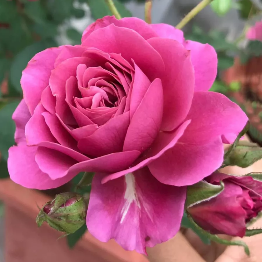 Virágágyi floribunda rózsa - Rózsa - Aoi - online rózsa vásárlás