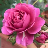 Róża rabatowa floribunda - róża o dyskretnym zapachu - - - sadzonki róż sklep internetowy - online - Rosa Aoi - różowy