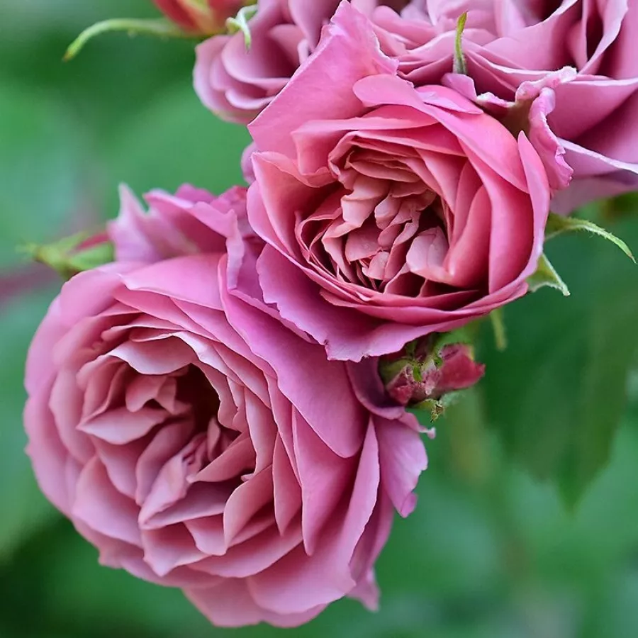 Vrtnica floribunda za cvetlično gredo - Roza - Aoi - vrtnice online
