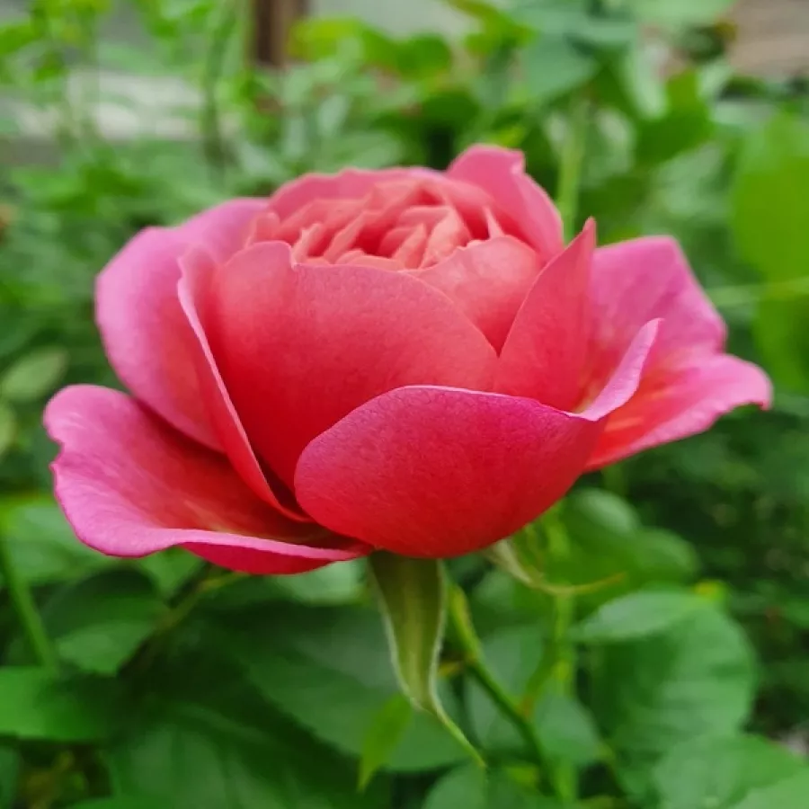 Filiżankowy - Róża - Aoi - sadzonki róż sklep internetowy - online