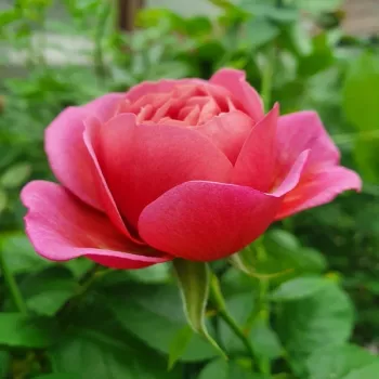 Rosa Aoi - rózsaszín - virágágyi floribunda rózsa