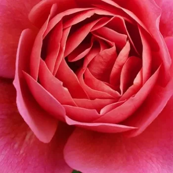 Rózsák webáruháza. - virágágyi floribunda rózsa - diszkrét illatú rózsa - Aoi - rózsaszín - (60-80 cm)