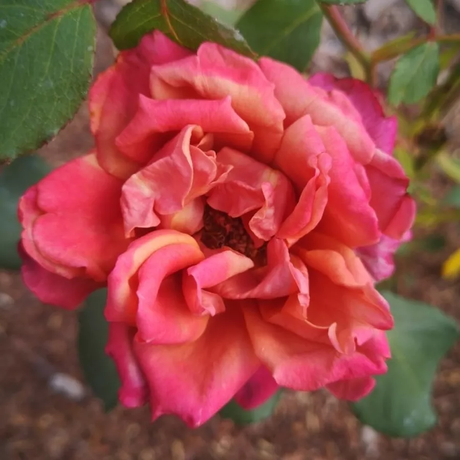 Narančasto - ružičasta - Ruža - Cha-Cha - naručivanje i isporuka ruža