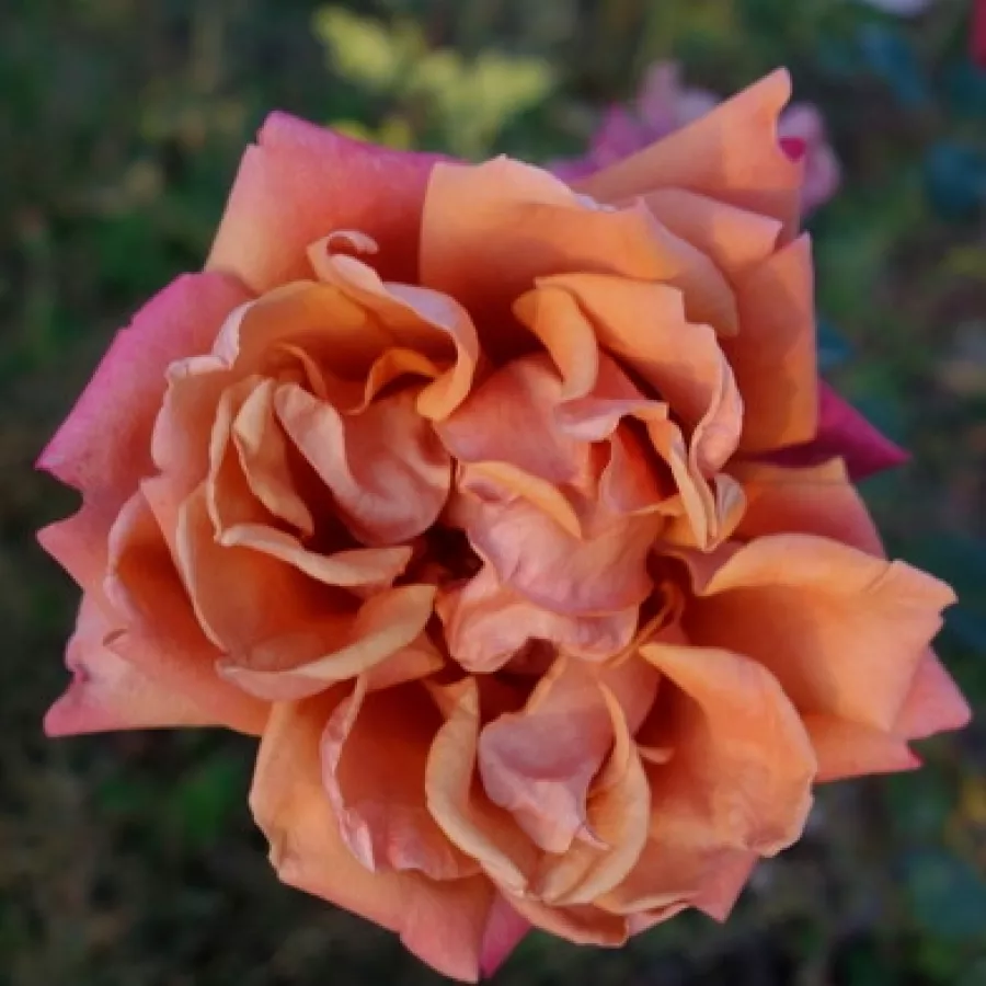 Hybrydowa róża herbaciana - Róża - Cha-Cha - róże sklep internetowy
