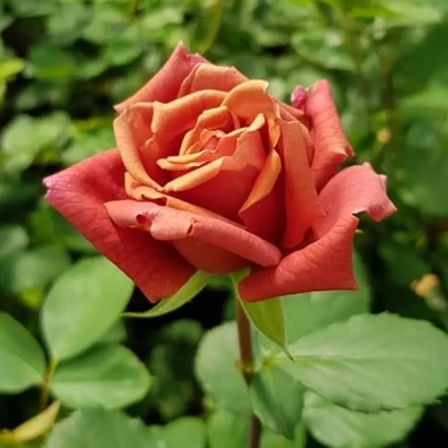 Narancssárga - rózsaszín - Rózsa - Cha-Cha - online rózsa vásárlás