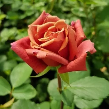 Rosa Cha-Cha - orange - rosa - edelrosen - teehybriden