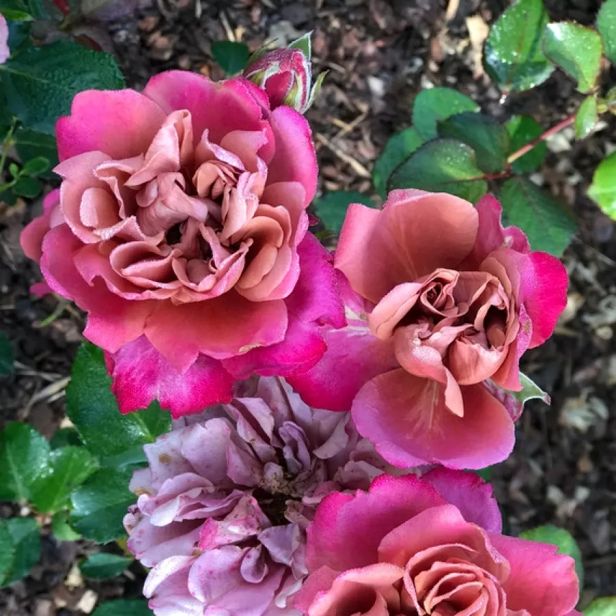 Bukietowe - Róża - Cha-Cha - sadzonki róż sklep internetowy - online