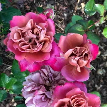 Pomarańczowy - różowy odcień - hybrydowa róża herbaciana - róża o dyskretnym zapachu - zapach miodu