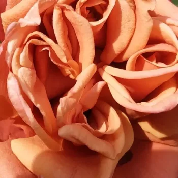 Rózsák webáruháza. - narancssárga - rózsaszín - teahibrid rózsa - diszkrét illatú rózsa - Cha-Cha - (60-80 cm)
