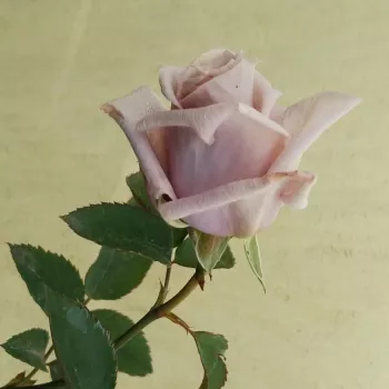 CHATEAU MYRTILLE – hellviolette Teehybriden-Rose - Teranishi