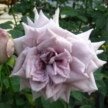 Rauchig gräulich, kühltonige malven-lila Nuance. - teehybride - leicht, zurückhaltend duftende rose - fein, teearomatisch