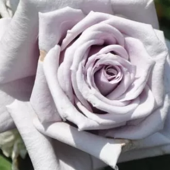 Rosenbestellung online - hell-lila - leicht, zurückhaltend duftende rose - Chateau Myrtille - teehybride - (70-95 cm)