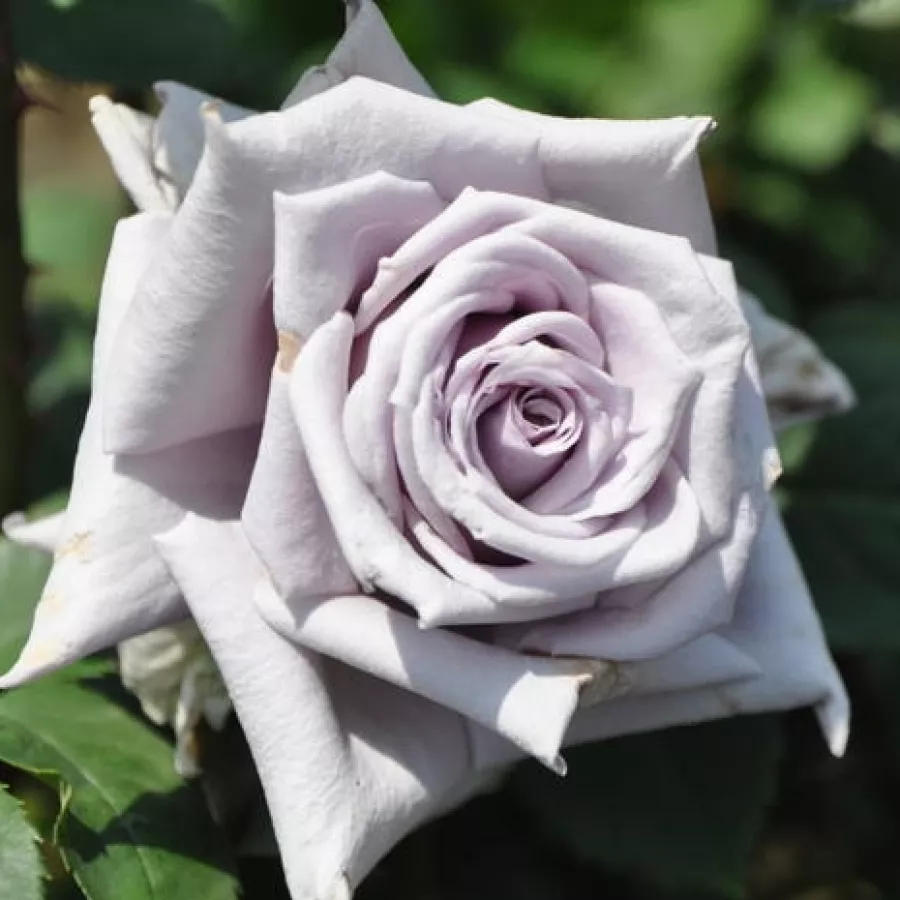 Róża o dyskretnym zapachu - Róża - Chateau Myrtille - sadzonki róż sklep internetowy - online