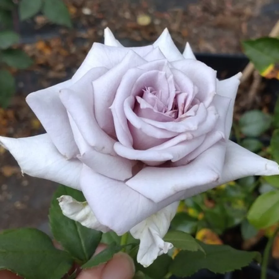 Hibridna čajevka - Ruža - Chateau Myrtille - sadnice ruža - proizvodnja i prodaja sadnica