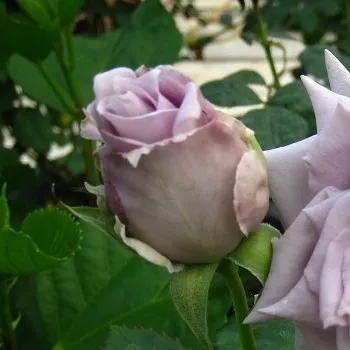 Rosa Chateau Myrtille - violett - edelrosen - teehybriden