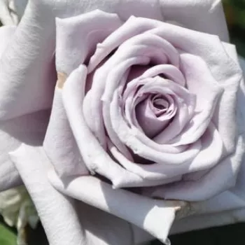 Online rózsa kertészet - lila - teahibrid rózsa - diszkrét illatú rózsa - Chateau Myrtille - (60-80 cm)