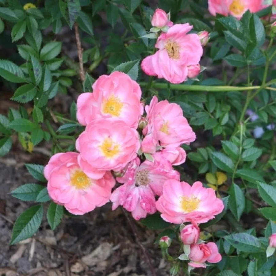 Umiarkowanie pachnąca róża - Róża - Kalyke - sadzonki róż sklep internetowy - online