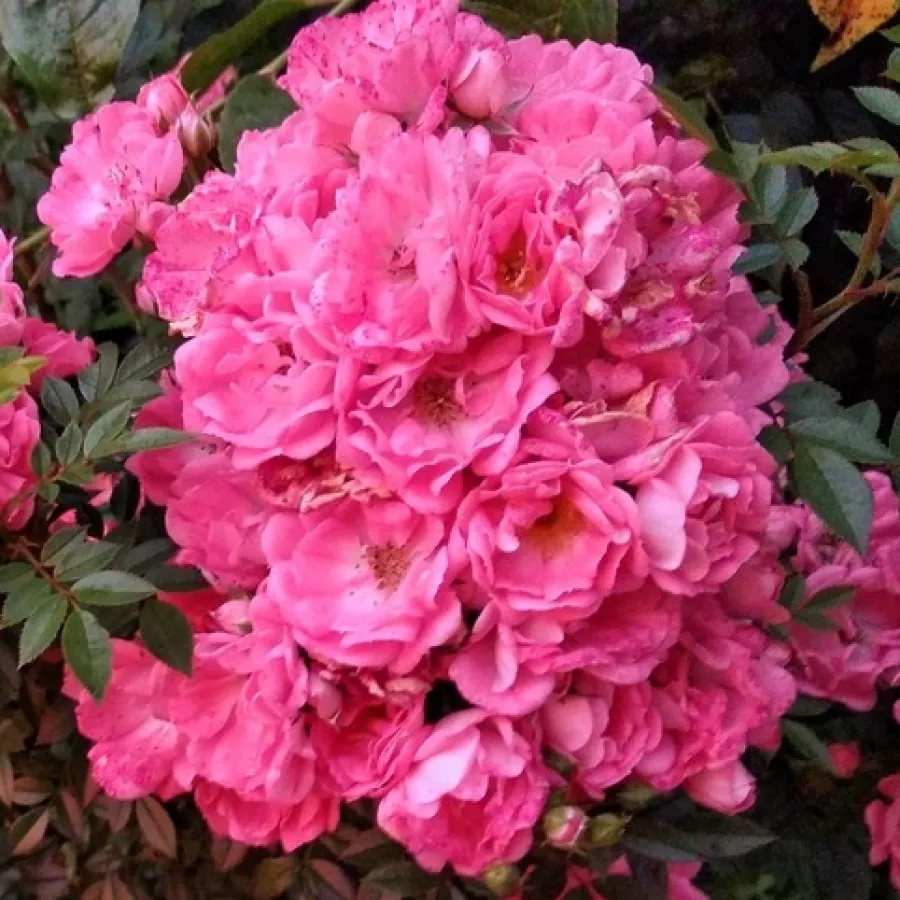 Climber, vrtnica vzpenjalka - Roza - Kalyke - vrtnice online