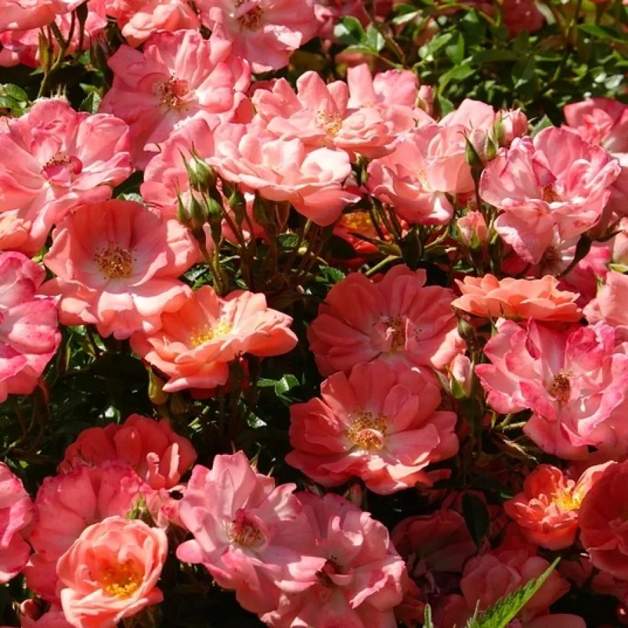 Ploščata - Roza - Kalyke - vrtnice online