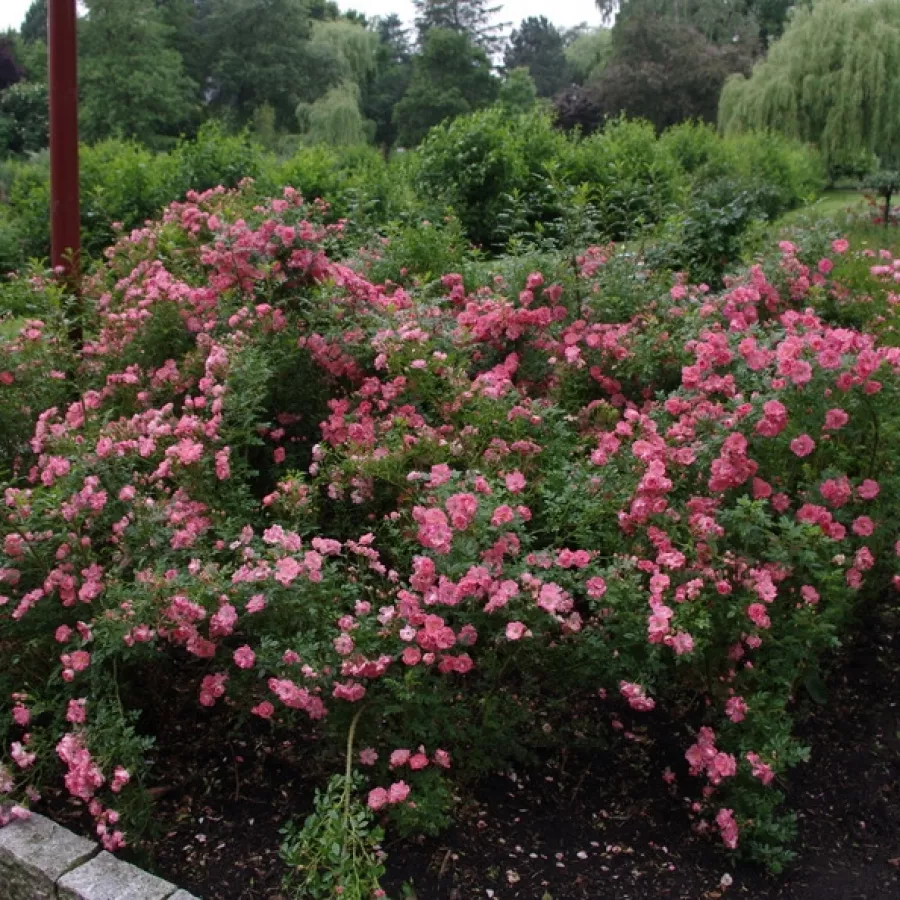 Telt virágú - Rózsa - Kalyke - online rózsa vásárlás