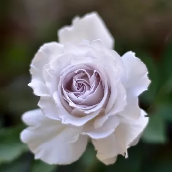 GABRIEL – fehér-lila virágágyi floribunda rózsa - Kawamoto