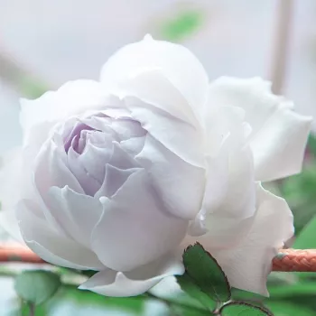 Finom, hófehér alap enyhén hamvas levendula beütéssel a szirmok belsejében. - virágágyi floribunda rózsa - közepes erősségű, jól érezhető illatú rózsa - lágyan édes aromájú