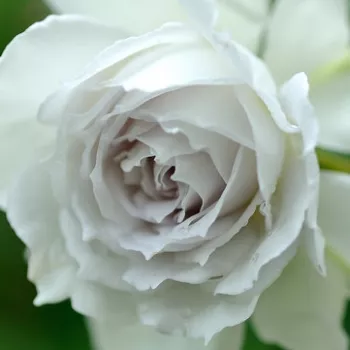 Rózsák webáruháza. - fehér -lila - közepes erősségű, jól érezhető illatú rózsa - Gabriel - virágágyi floribunda rózsa - (80-120 cm)
