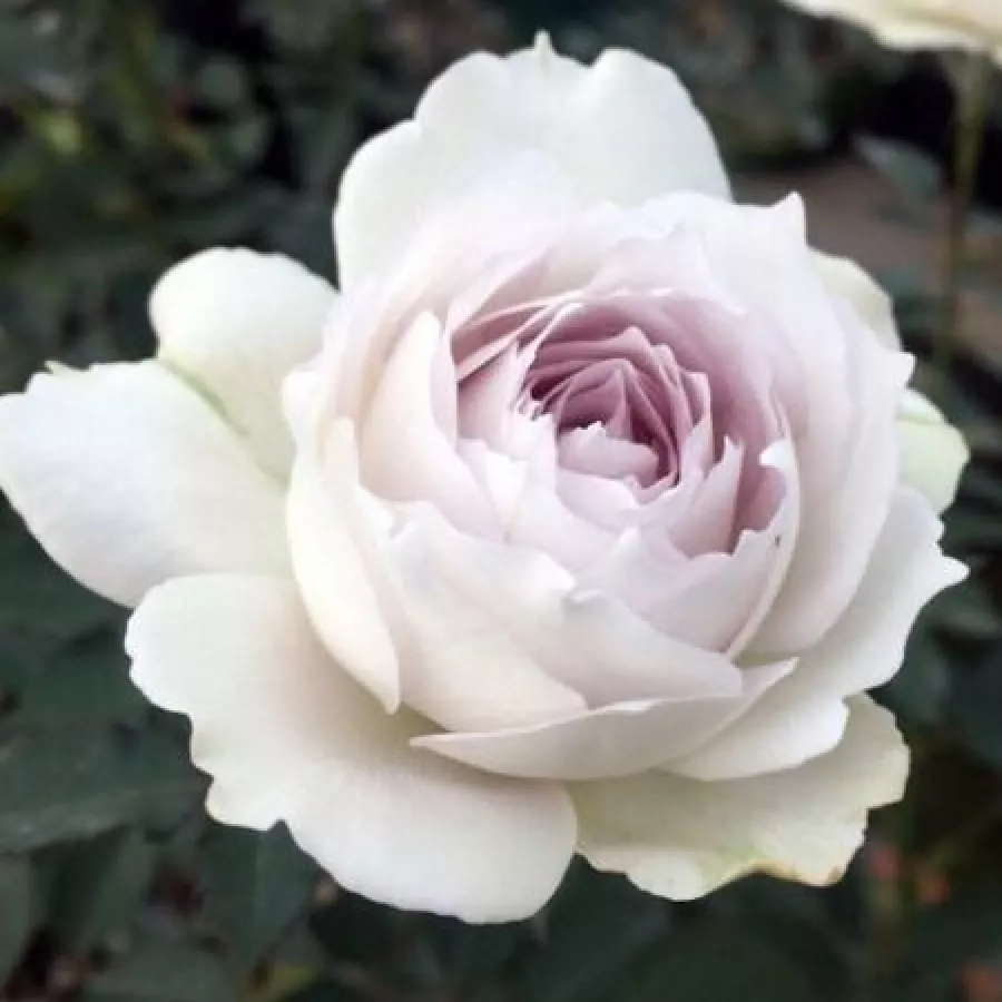 Bijela - Ruža - Gabriel - naručivanje i isporuka ruža