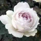 Fehér - virágágyi floribunda rózsa - intenzív illatú rózsa - -- - Rosa Gabriel - Online rózsa rendelés