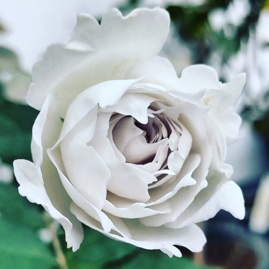 Vrtnica floribunda za cvetlično gredo - Roza - Gabriel - vrtnice online