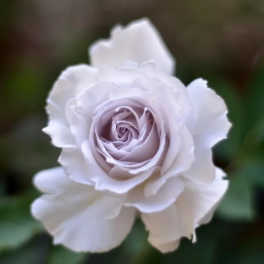 Zaokrąglony - Róża - Gabriel - sadzonki róż sklep internetowy - online