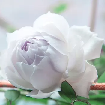 Weiß - beetrose floribundarose - rose mit intensivem duft - -