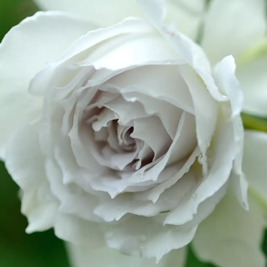 Junko Kawamoto - Róża - Gabriel - sadzonki róż sklep internetowy - online