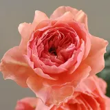 Nostalgische rose - rose ohne duft - rosen onlineversand - Rosa Kaolikazali - orange