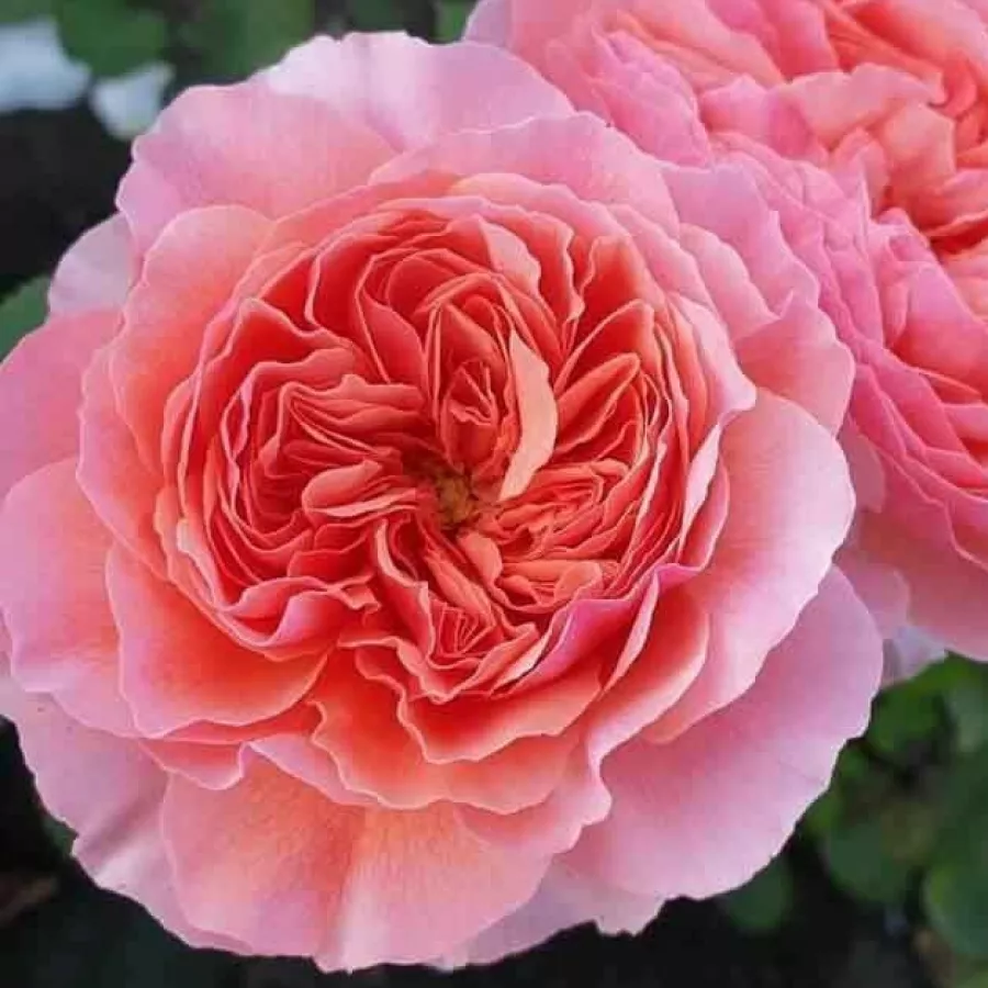 Nostalgična vrtnica - Roza - Kaolikazali - vrtnice - proizvodnja in spletna prodaja sadik